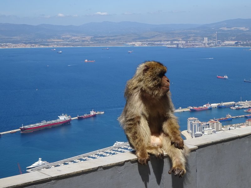 Gibraltar's Barbary Macaque