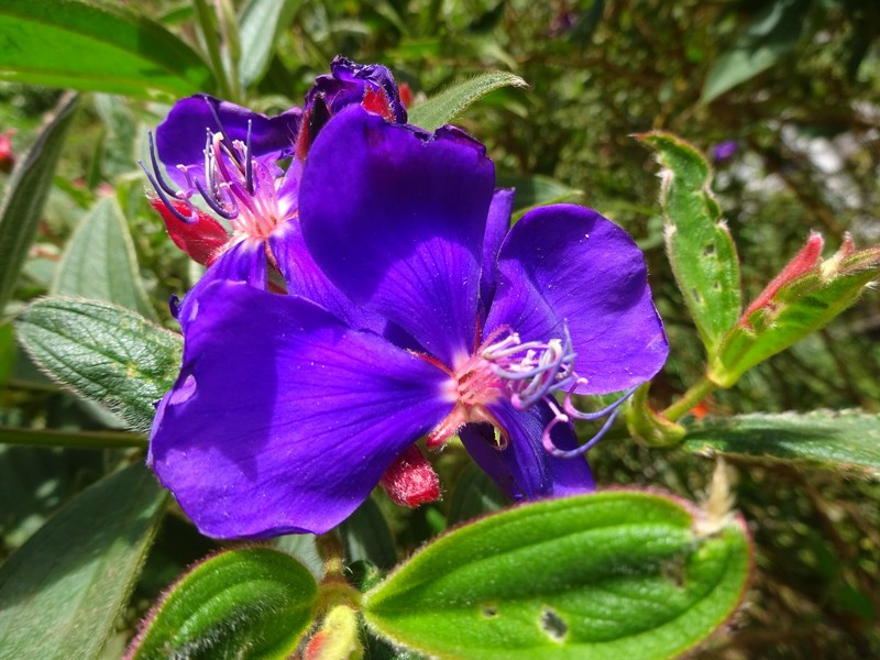 Flower in Parque Nacional Los Volcanes