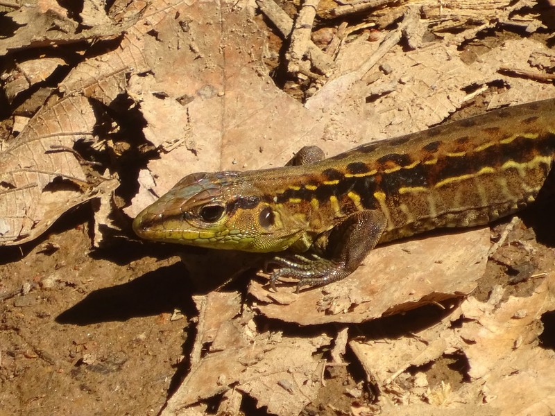 Lizzard