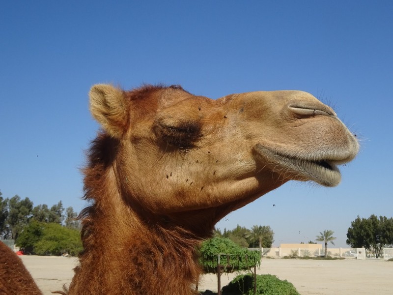 Camel Farm