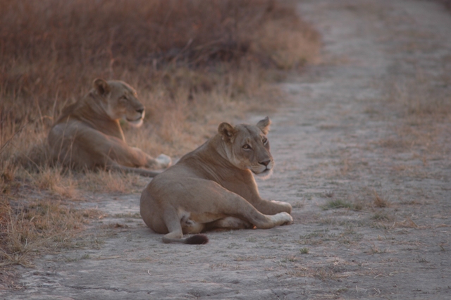 kafue_leeuw