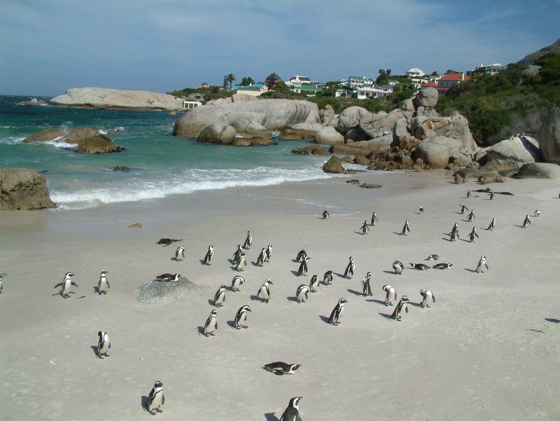 Penguins
