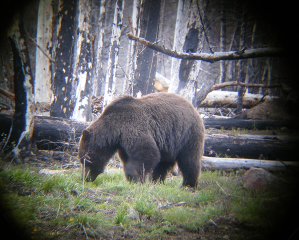 Grizzly Bear, Yellowstone National Park