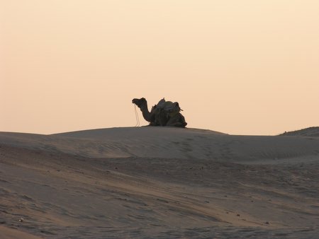Ship of the desert.