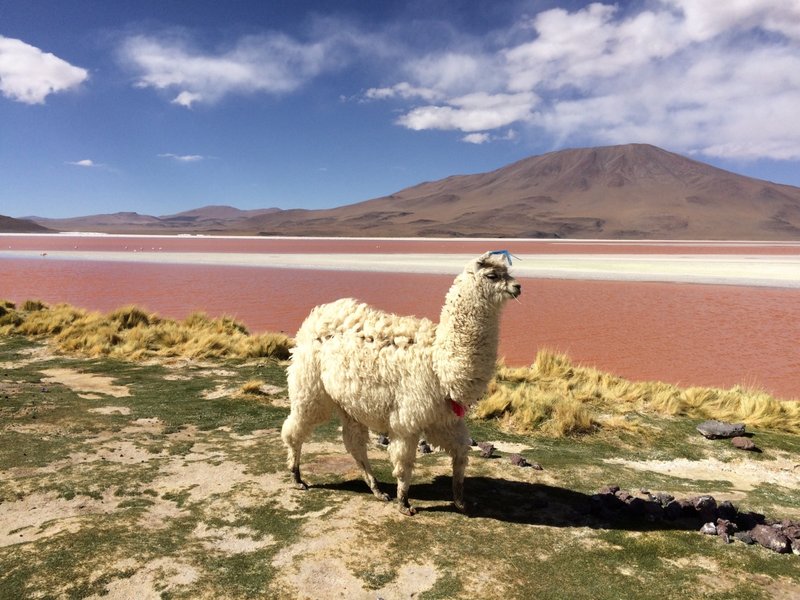 Lama