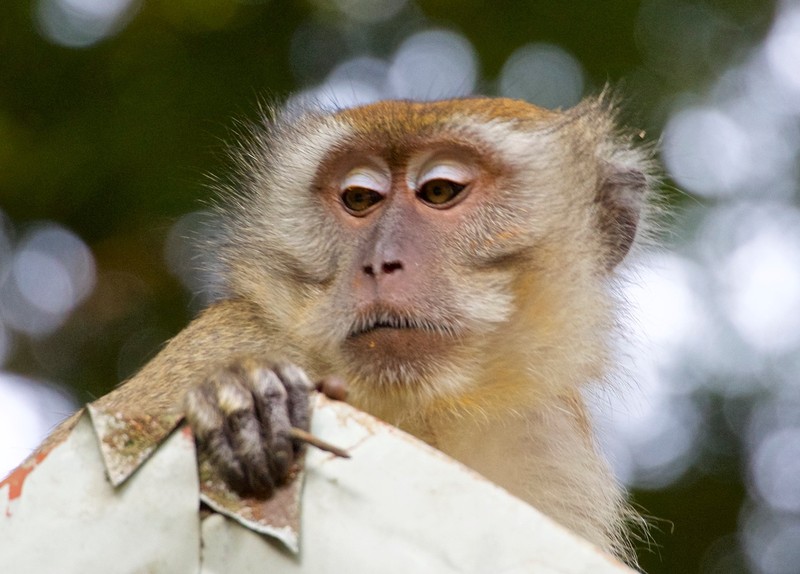 Long Tailed Macaque