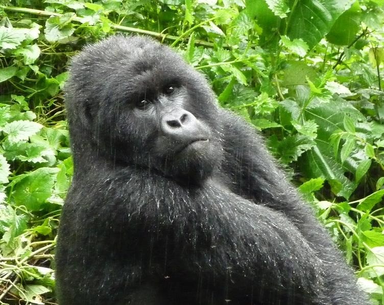 Silverback Gorilla (young male - Humba Family)