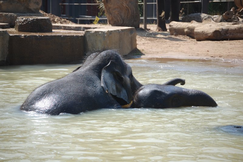 Melbourne Zoo - Photo 1