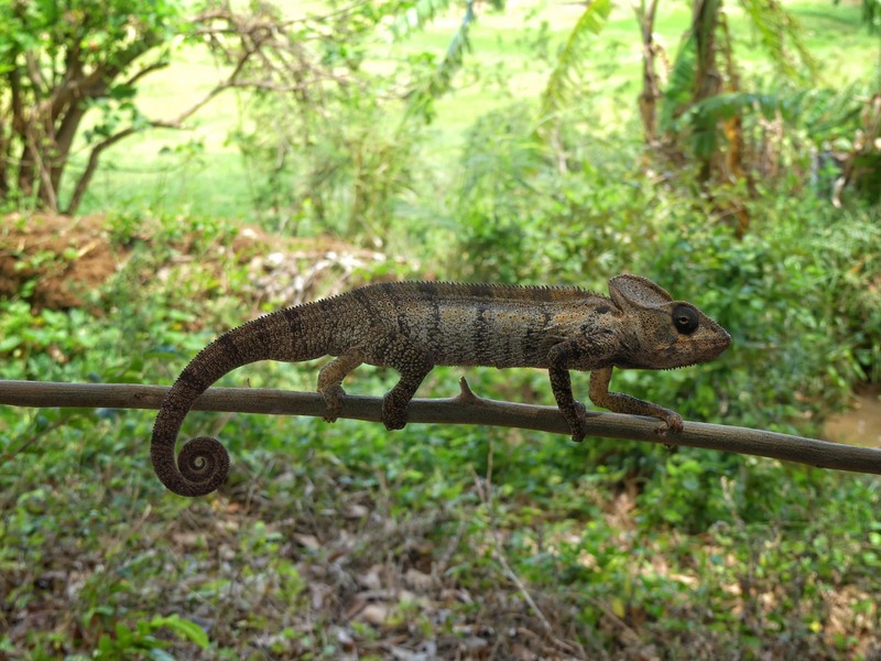 Oustalet's chameleon, Madagascar