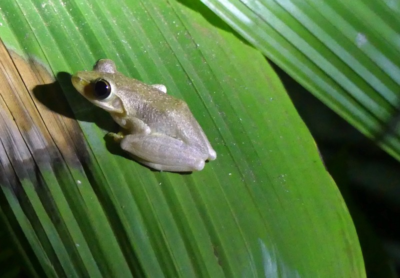 Boophis frog, Domaine de Fontenay, Joffreville, Madagascar