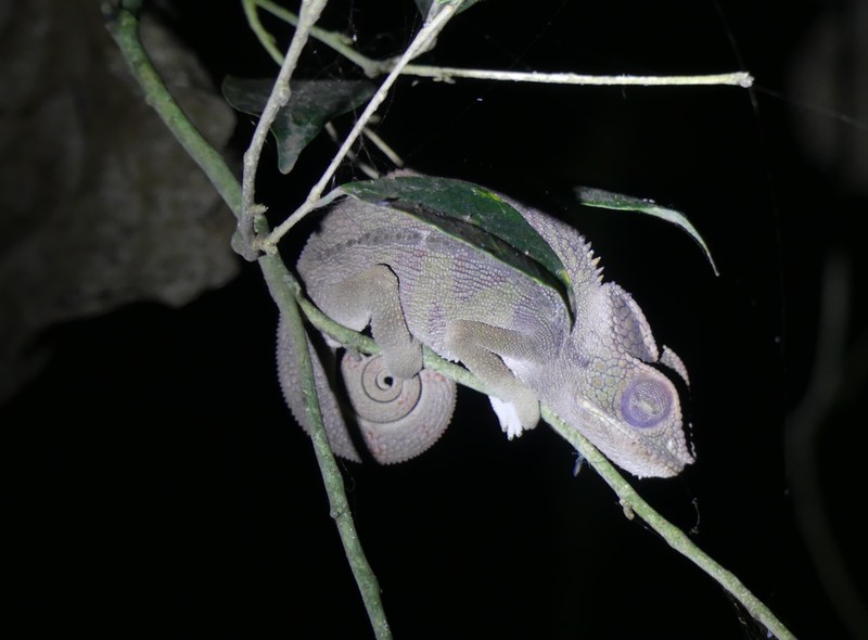 Petter's chameleon?, Domaine de Fontenay, Joffreville, Madagascar