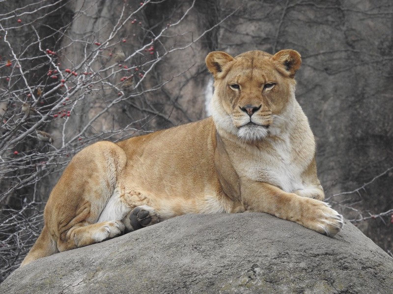 Lincoln Park Zoo - Photo 1