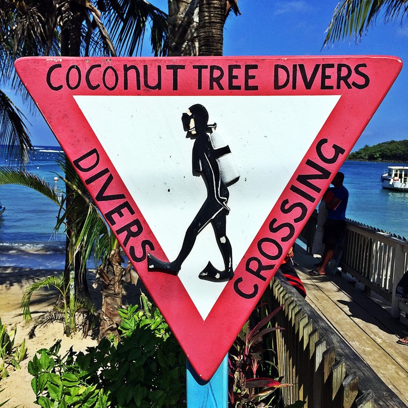 Coconut Tree Divers