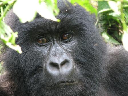 Gorillas in the mist