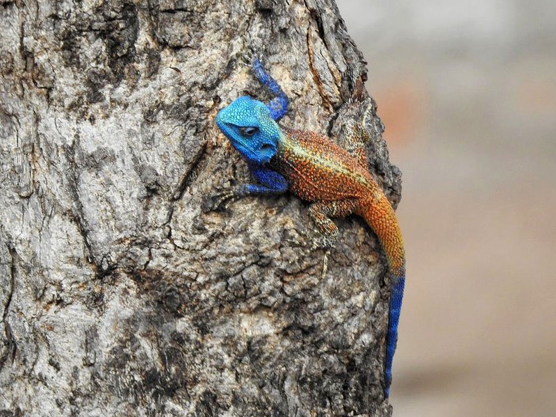 colorful lizzard Eidechse