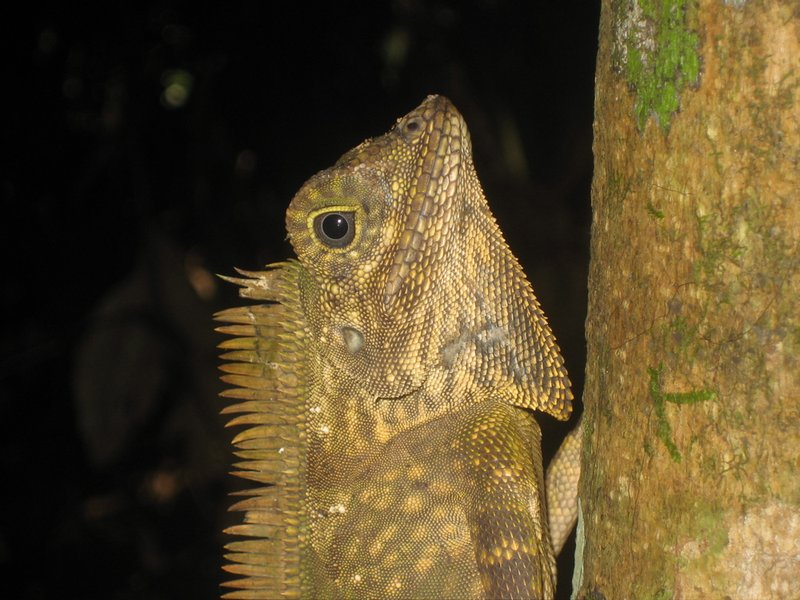 SV07 - Tabin - Lizard3
