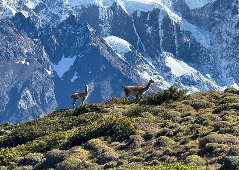 Guanacos