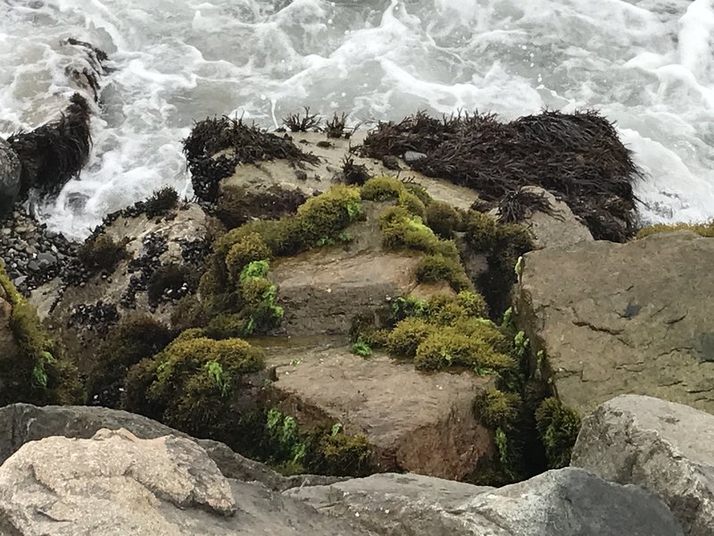 Pacific beach
