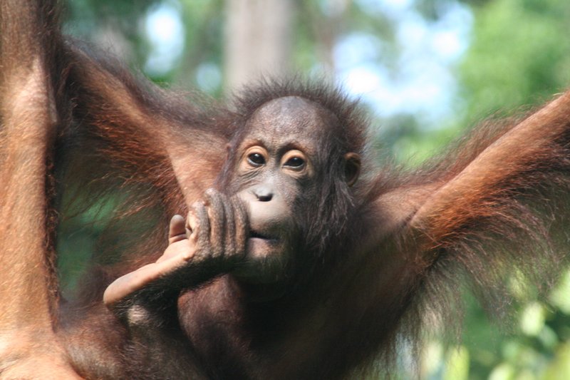 SV07 - Sepilok - Orang5