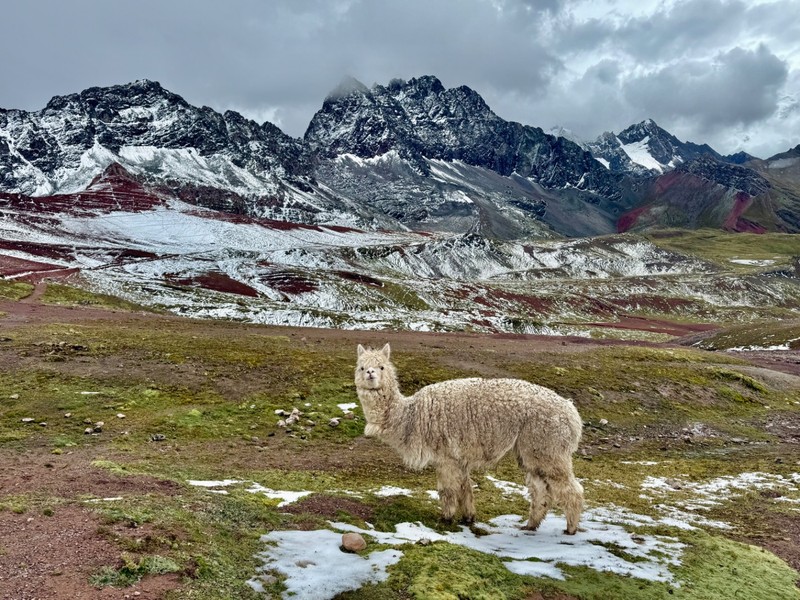 Alpaca
