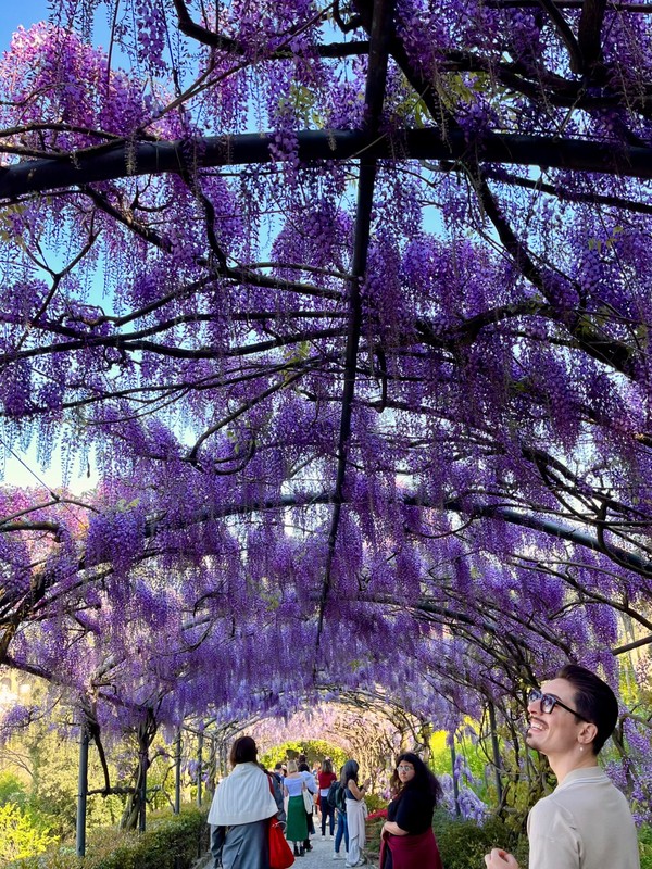 Everyone Smiles at the Vardini Wisteria Tunnel in April