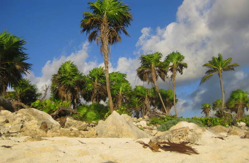 Palm-fringed beach