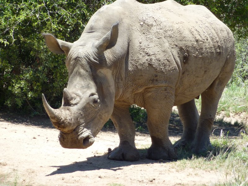 White Rhino, Pilanesberg Game Reserve