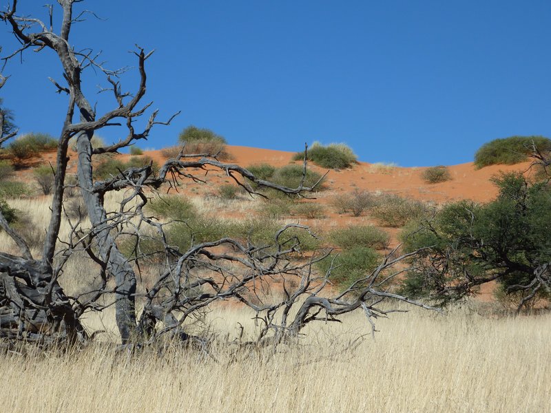 Kalahari desert