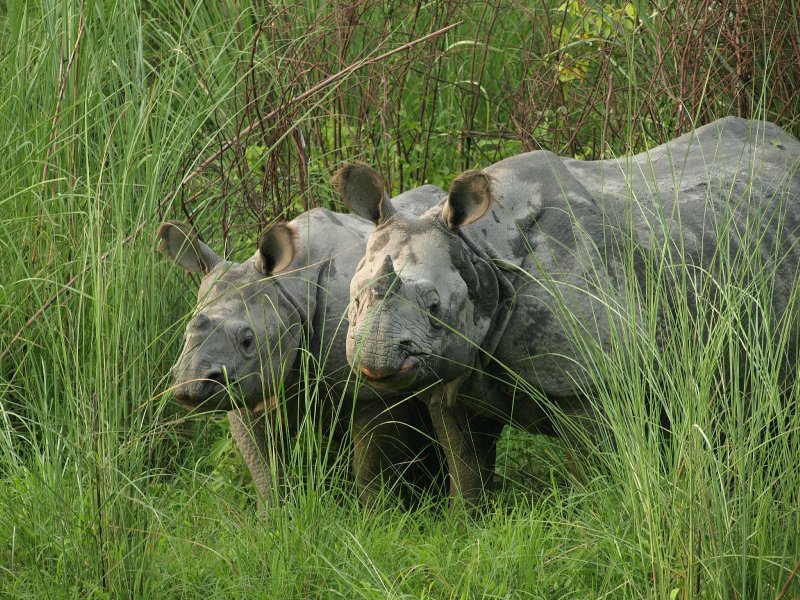 Rhinos