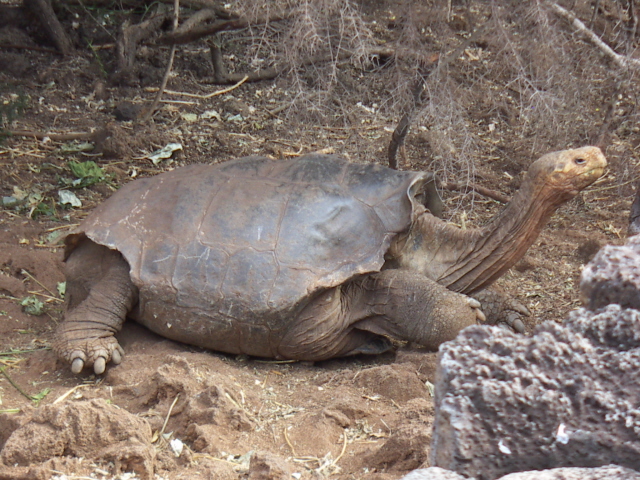 Lonesome George, Santa Cruz, Galapagos Islands