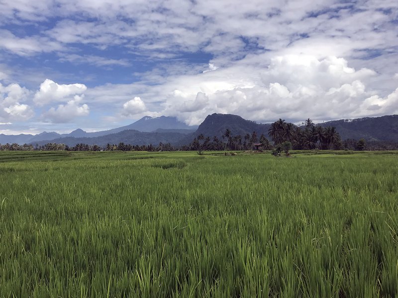 rice-bet