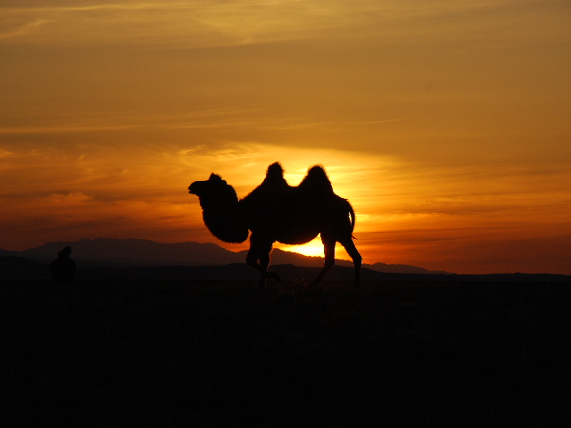 Gobi - Camels (sunset)