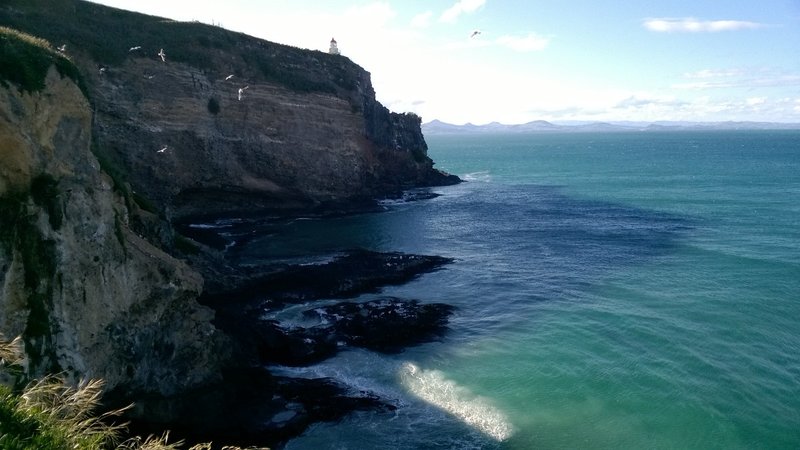 Albatross Sanctury Otago Penisula