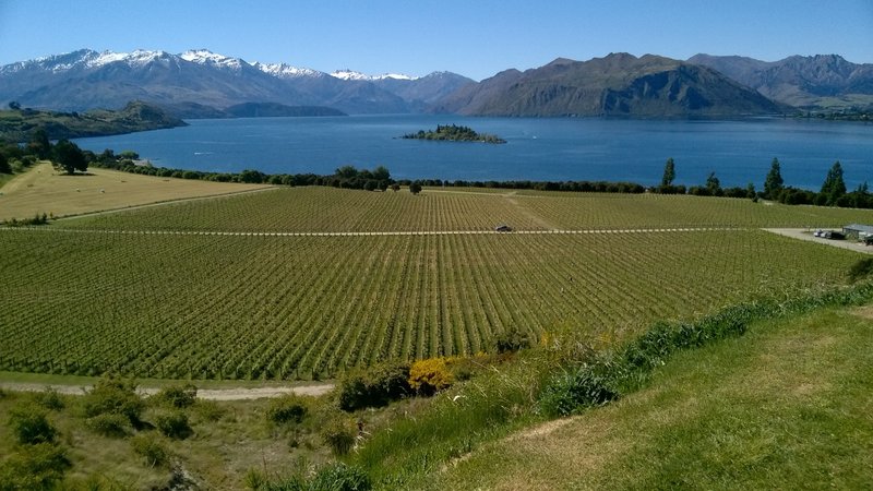 Rippon Vineyard 3
