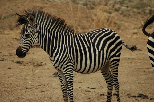 Zebra