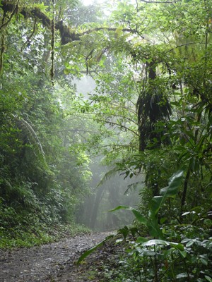 Monteverde Cloud Forest