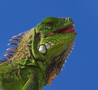 Iguana smile
