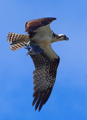 Osprey with fish