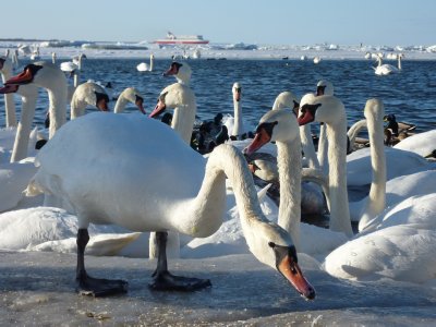 Swans at Tallinn Bay