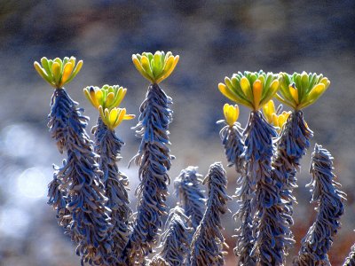 new life