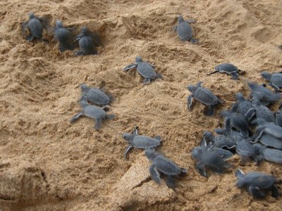 Lâché de bébés tortues