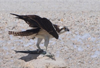 Osprey and fish