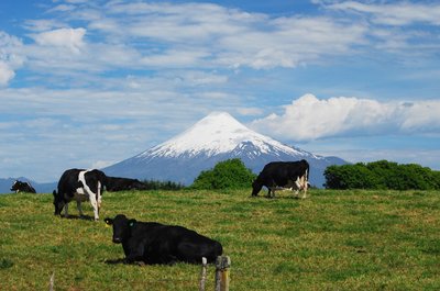 Pasture with a view