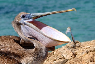 hard to escape this big beak