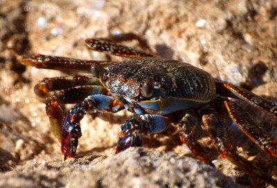 crab