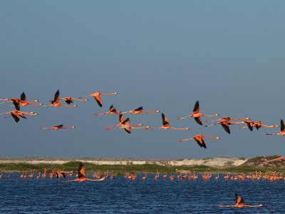 Flamingos flying
