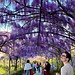 Everyone Smiles at the Vardini Wisteria Tunnel in April