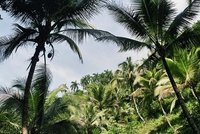 Palmtrees in Alejandro Humboldt National Park