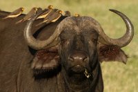 2013-03-13 - Tanzania - 1 - Ngorongoro Crater - (54) - Cape Buffalos