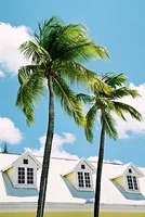 Palms
